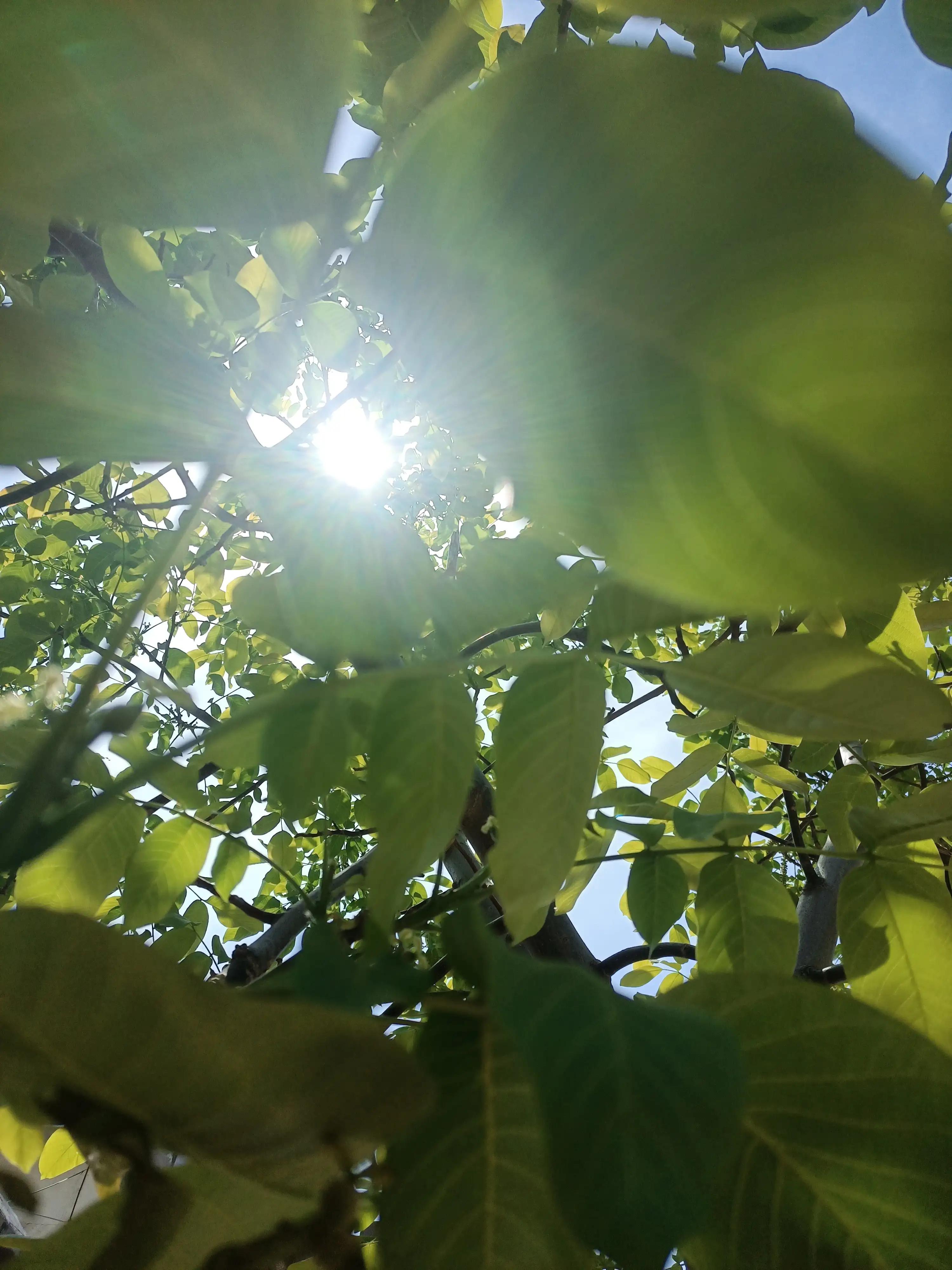 闲来无事荡秋千视频,山中荡秋千