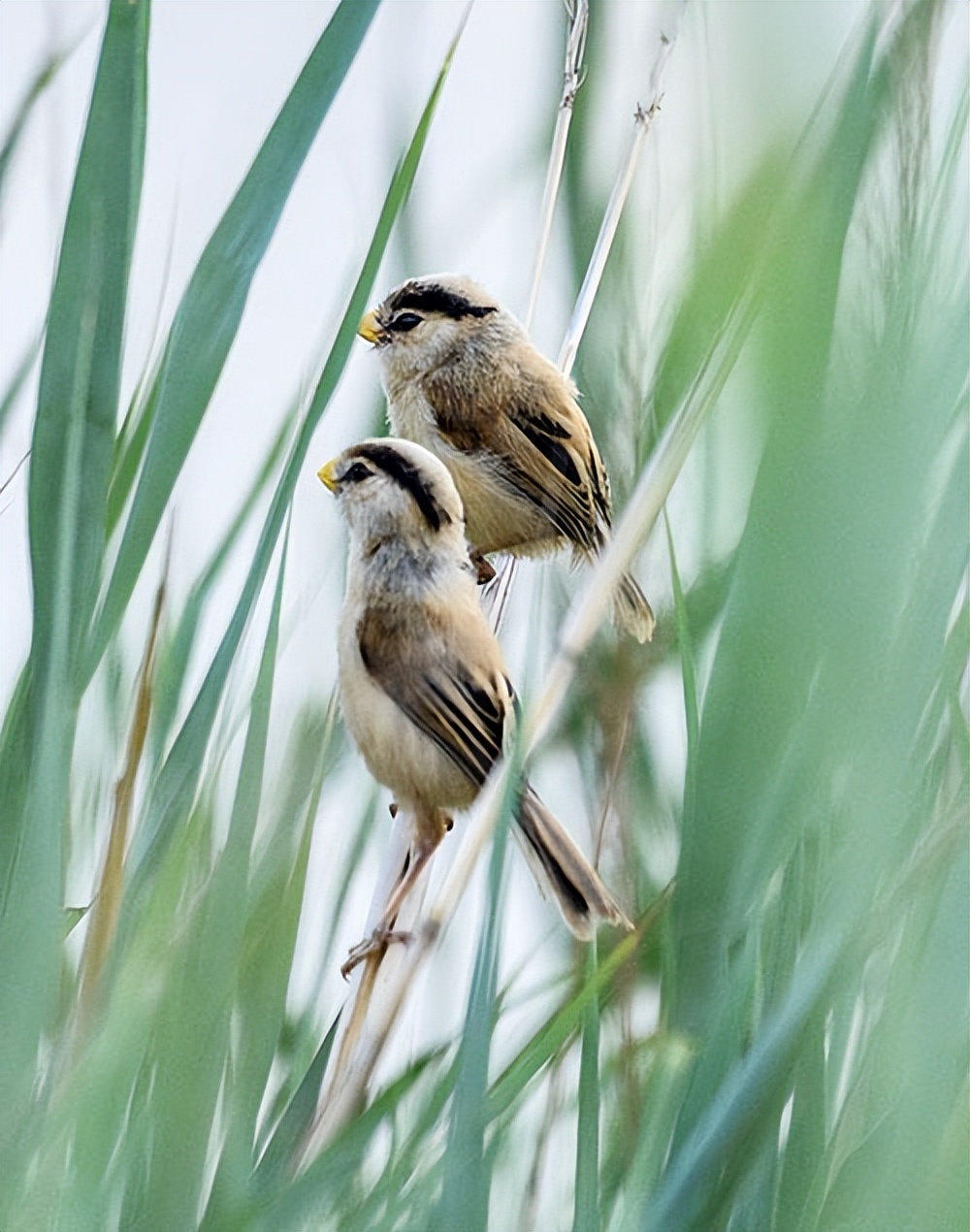 渤海湾边有个“候鸟天堂”他用镜头为近二百种鸟儿留影