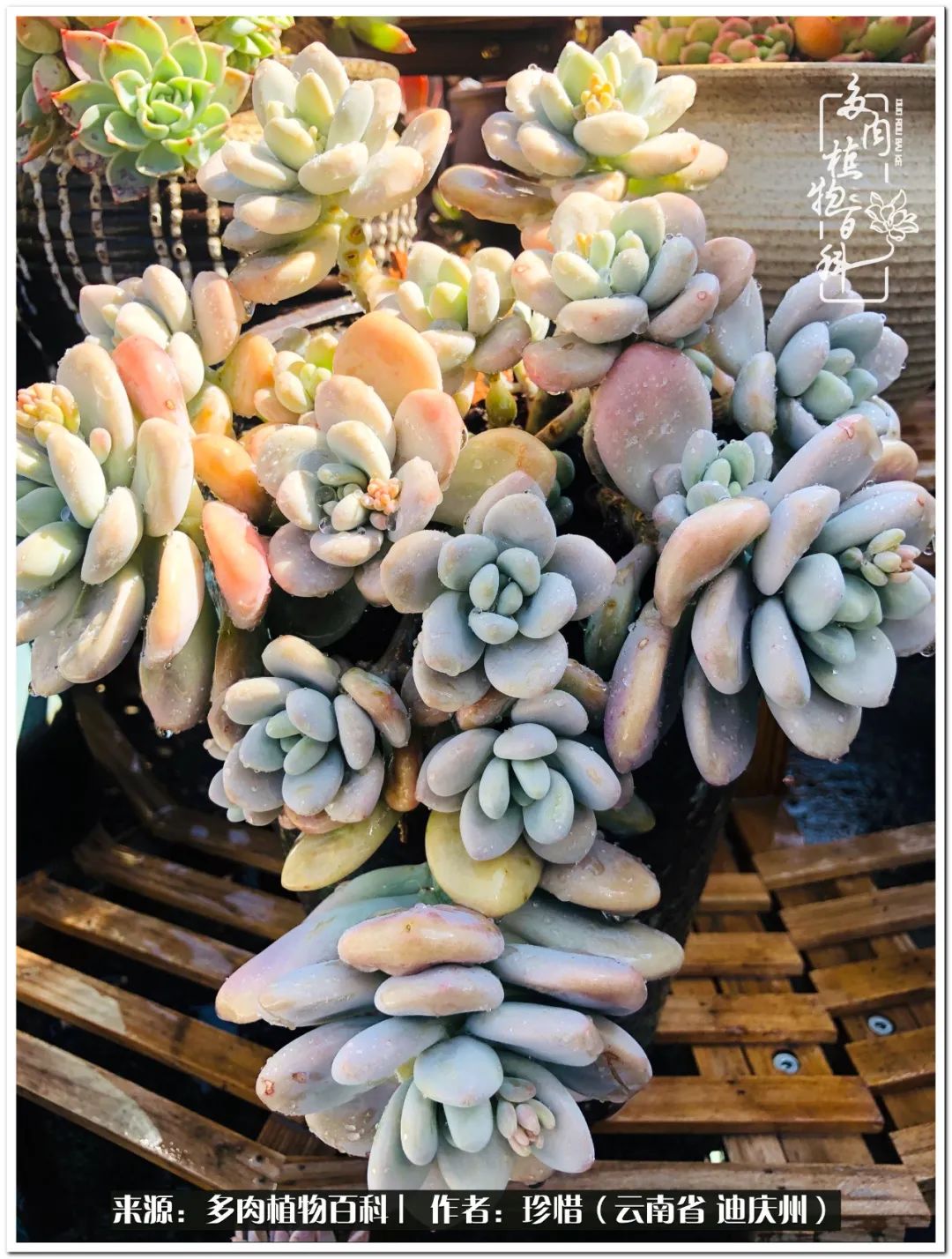 给生命一份淡然还岁月一份从容,给生命留一份洒脱的话