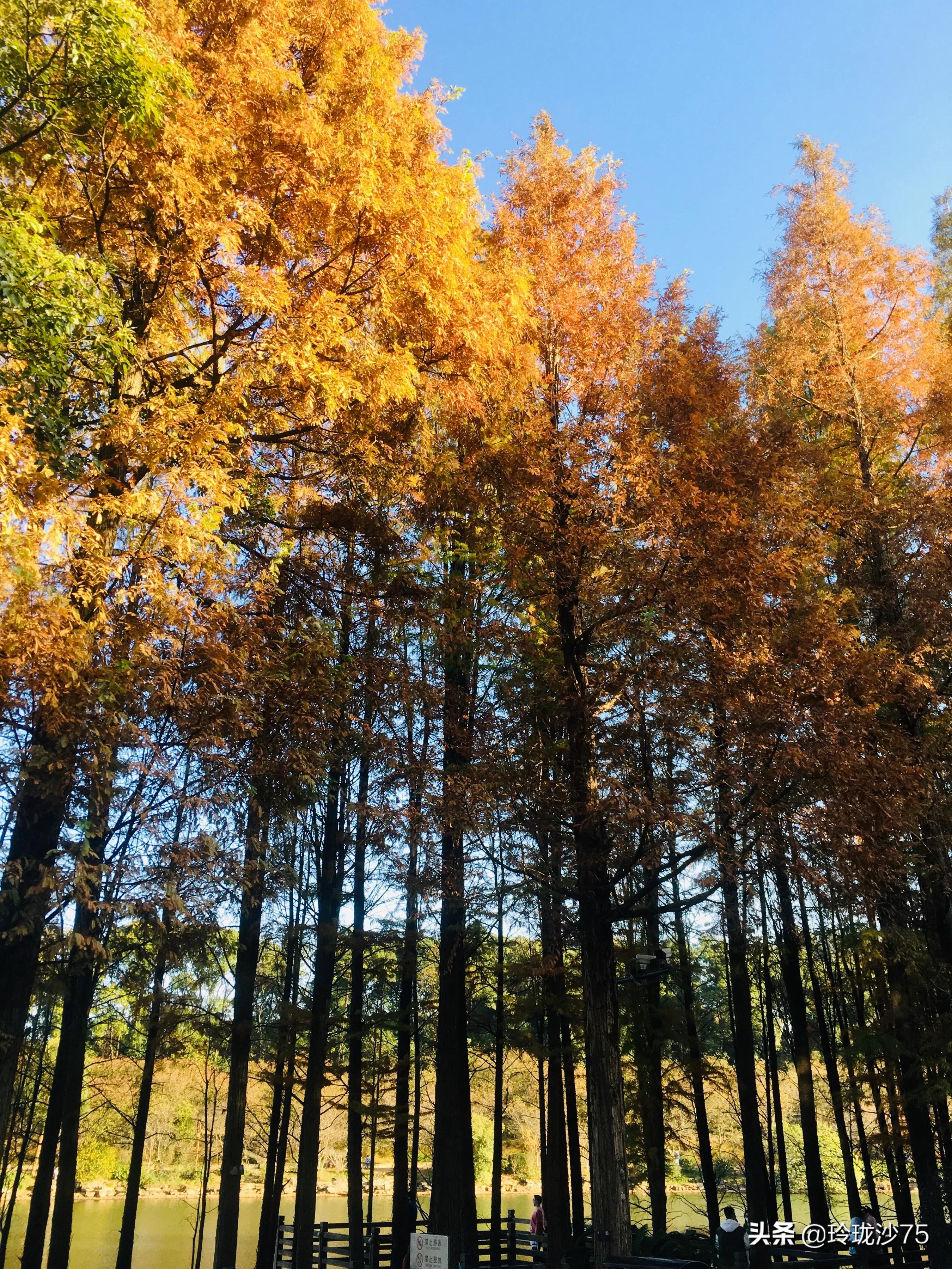 长沙风景美丽的篮球场,长沙王陵公园生态足球场