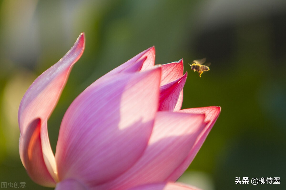 如何拍出有情感的荷花摄影作品,荷花照片怎么拍出高级感