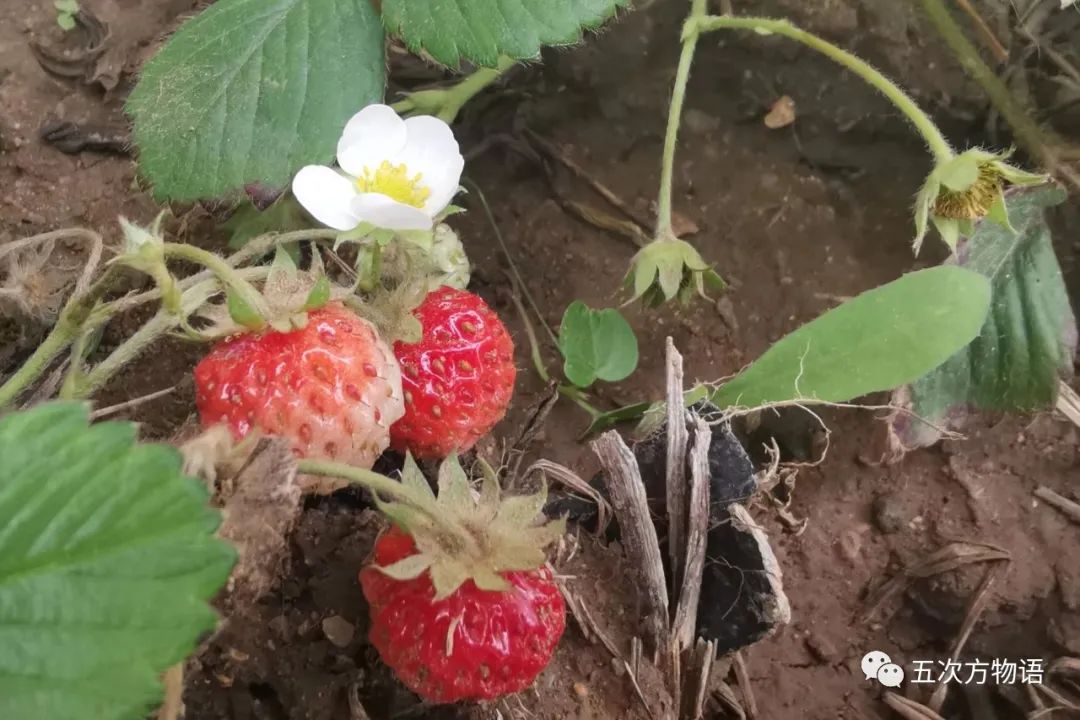 法国的弗州草莓和智利草莓从哪来,凤梨草莓跟普通草莓