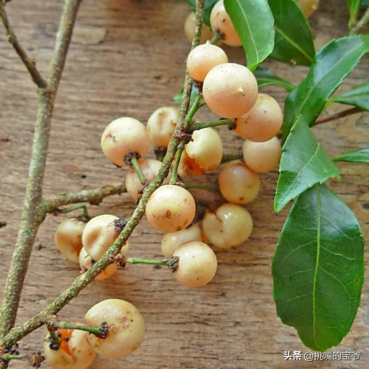 国土面积小于三万的国家,国土面积不足的省