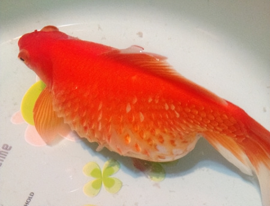 金鱼常见病及防治方法,金鱼锦鲤常见病怎样医治