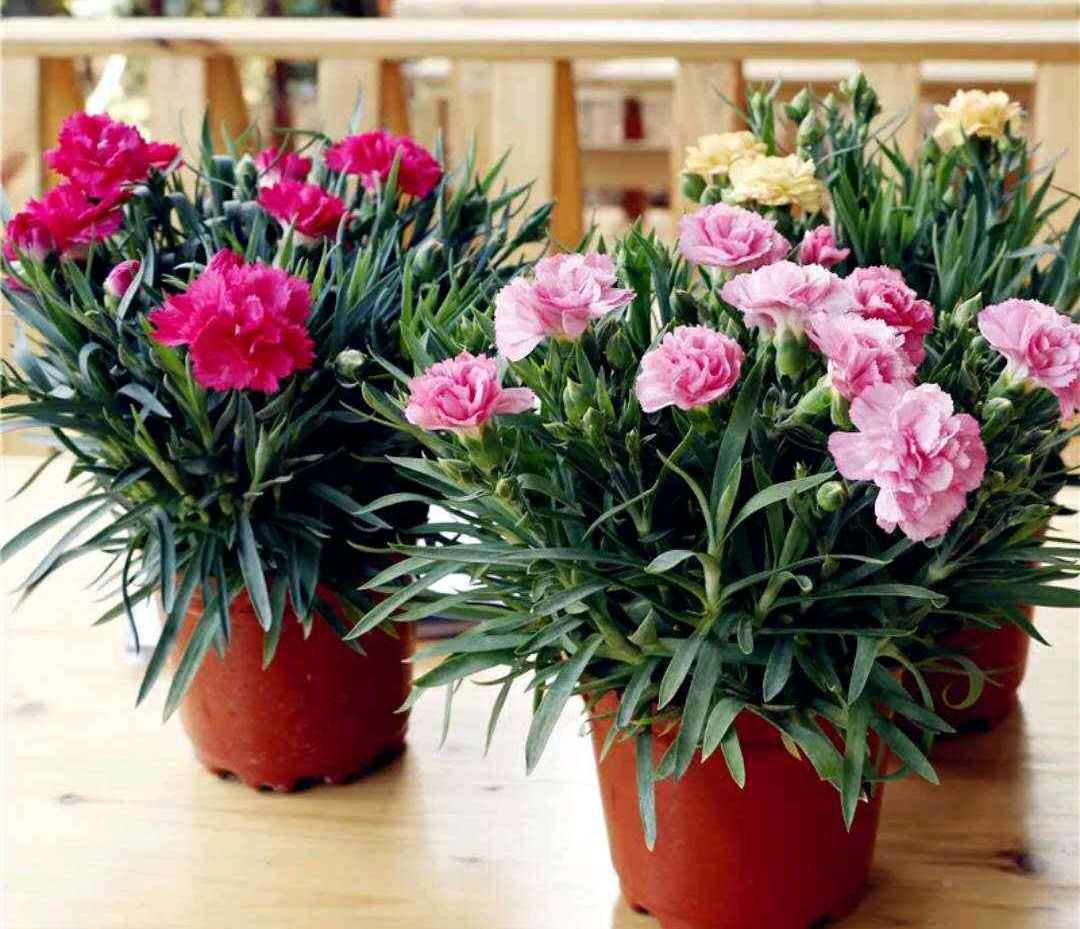 阳台上可以种什么蔬果,阳台上适合种的蔬果