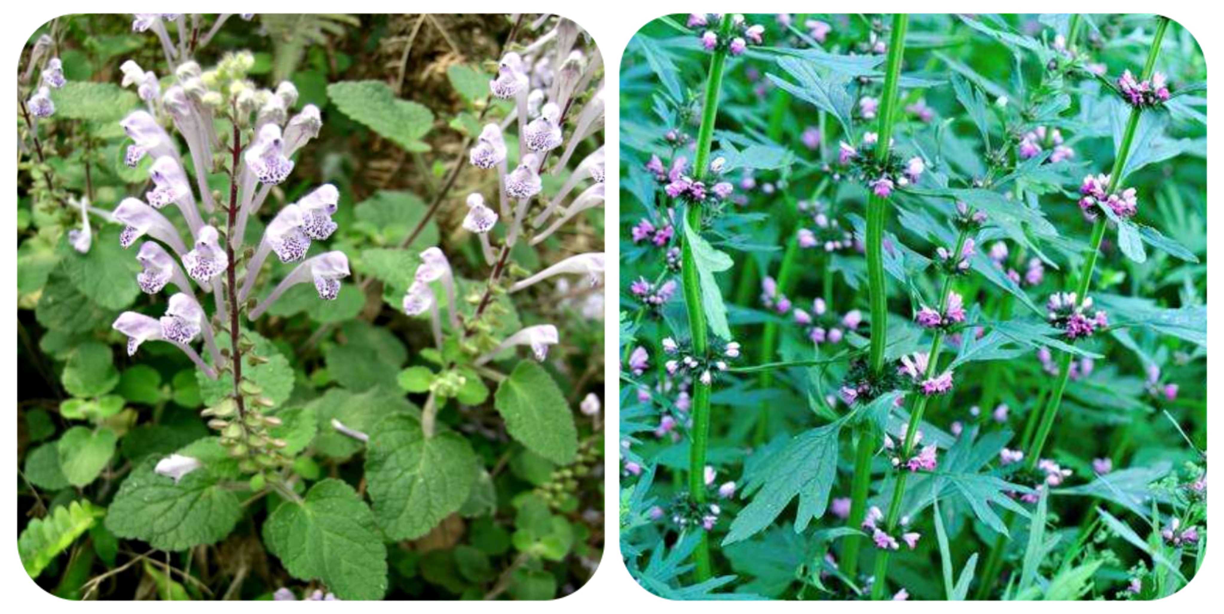 清明期间开的野花有哪些,清明节野花