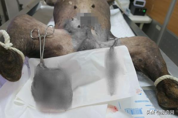 流浪狗吓人视频大全集,母狗没绝育得乳腺肿瘤吗