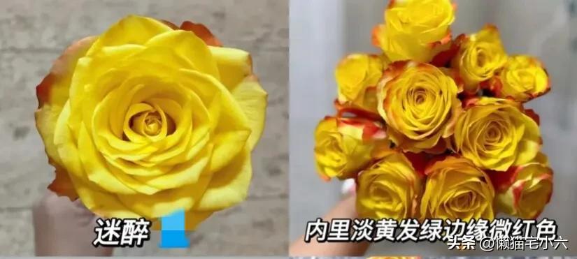 玫瑰花送你最浪漫,姑娘送一个玫瑰花给你