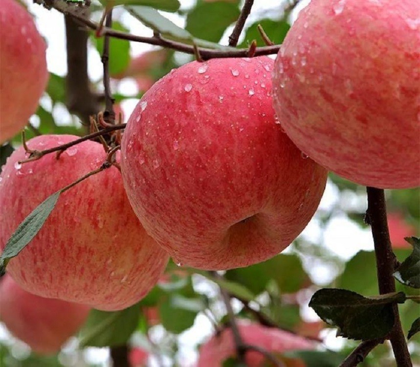 苹果和车厘子的故事,苹果和车厘子是高糖水果吗