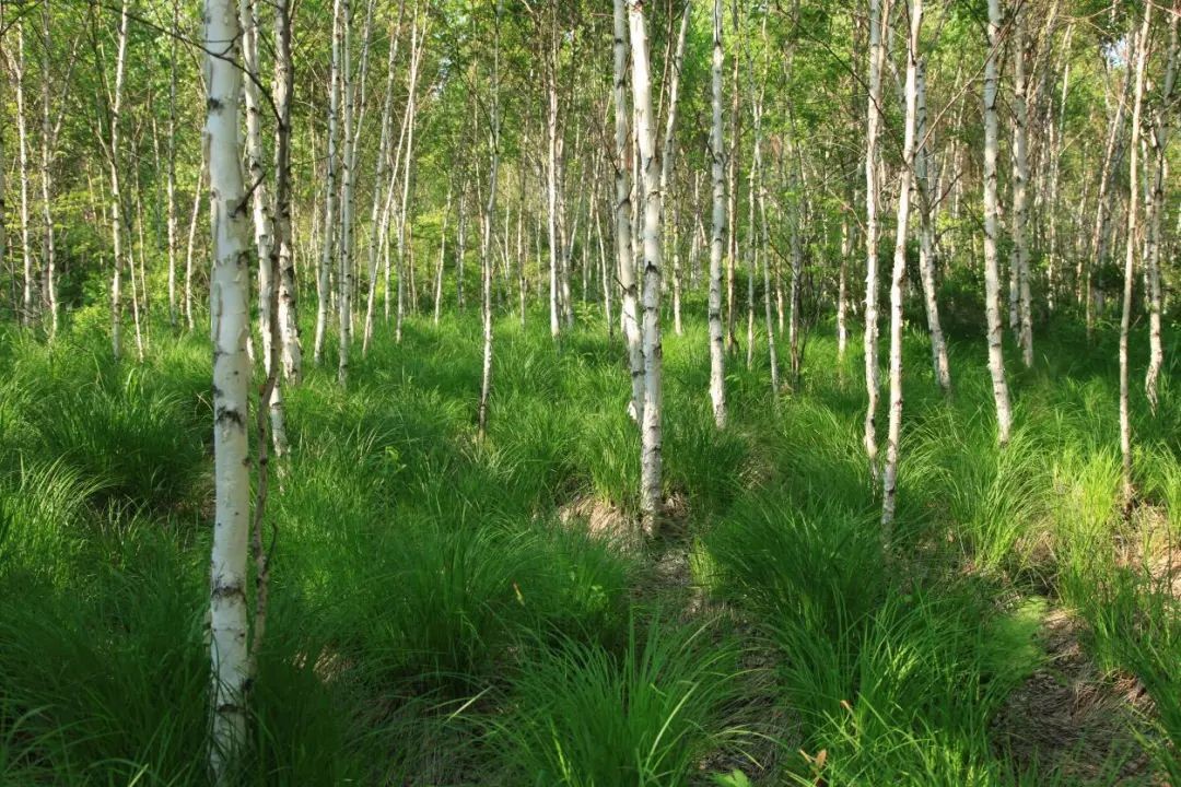 阿城千年古城,千年古城为什么这么硬