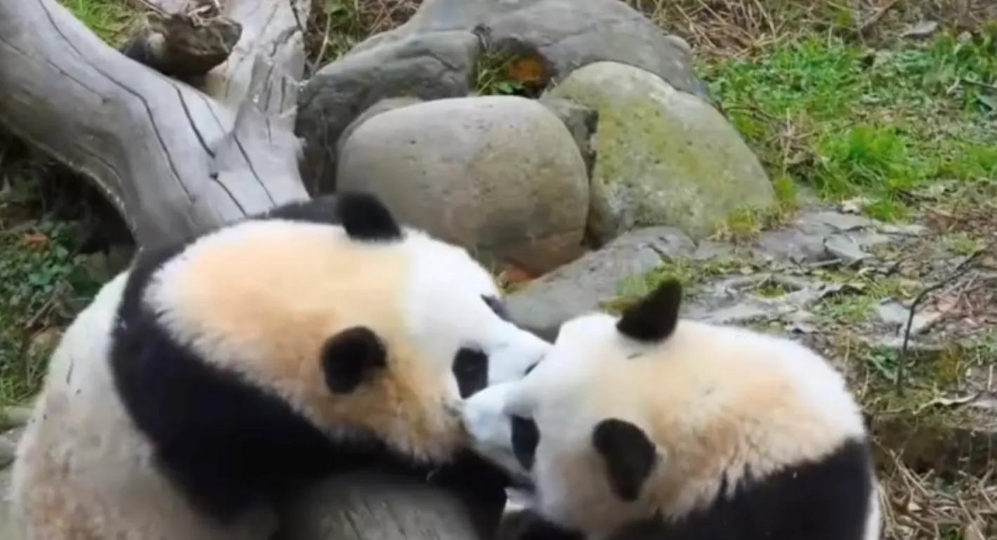 考古爱宝,考古爱宝的童年经历