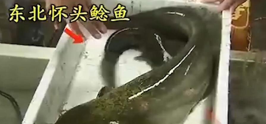 男子花20万买受伤鲶鱼,男子花20万买了一条受伤的鱼