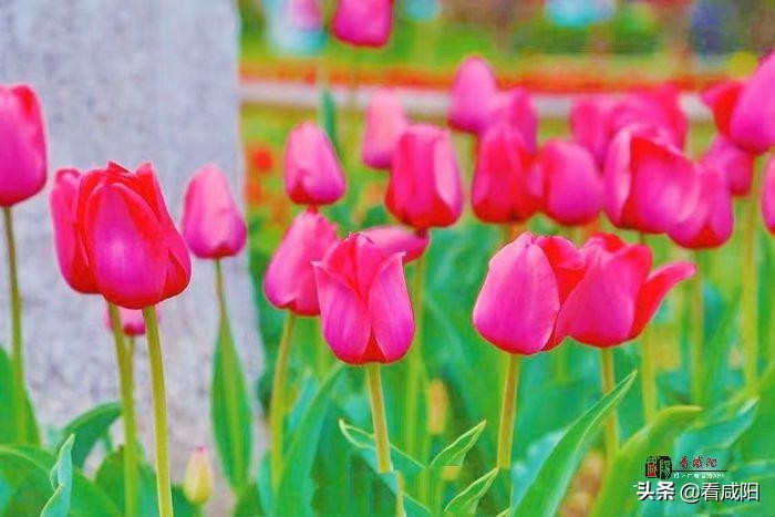 大美咸阳湖景区,大美咸阳