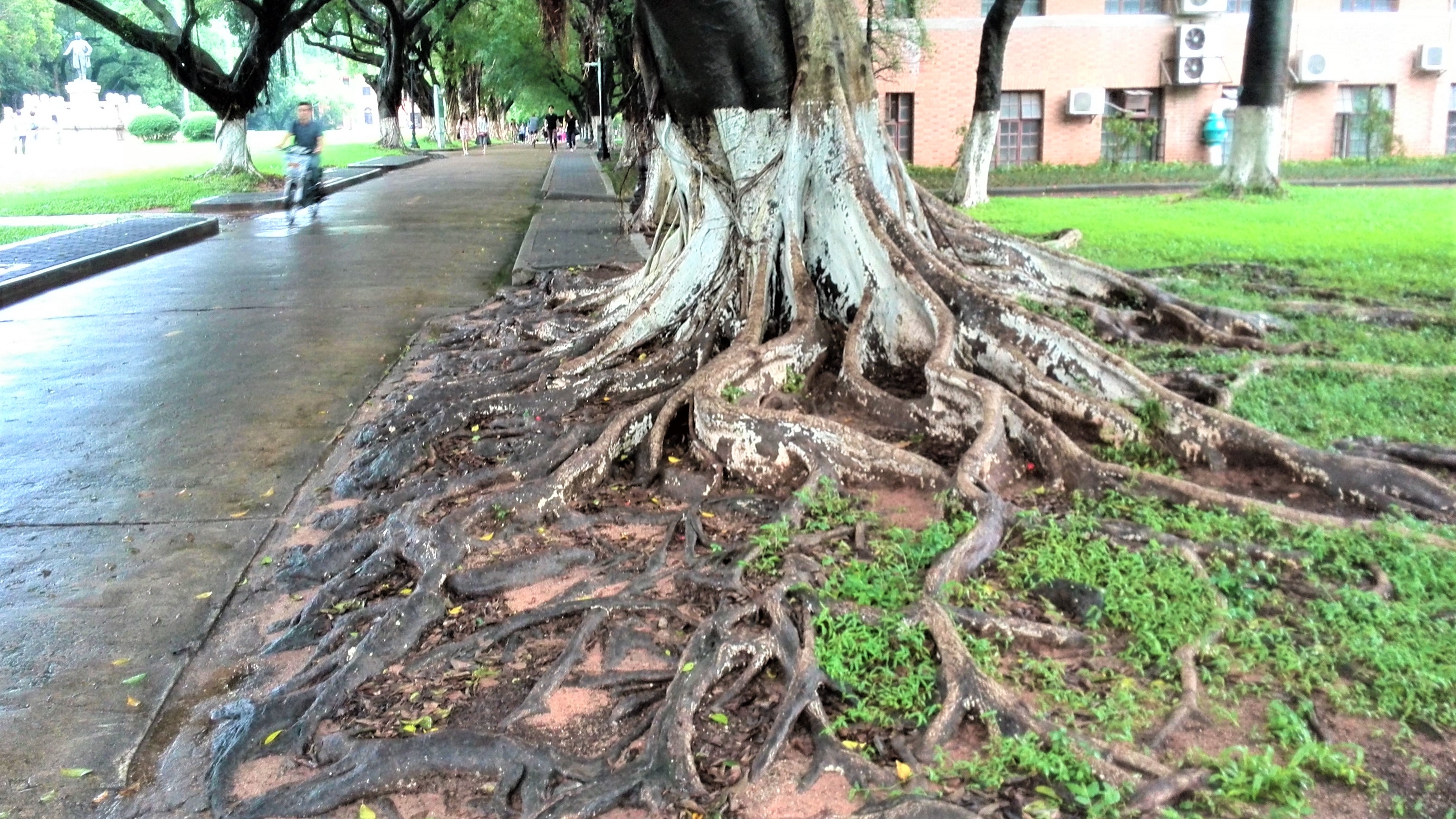 华南第一中山大学,中山大学广东人眼中的清华