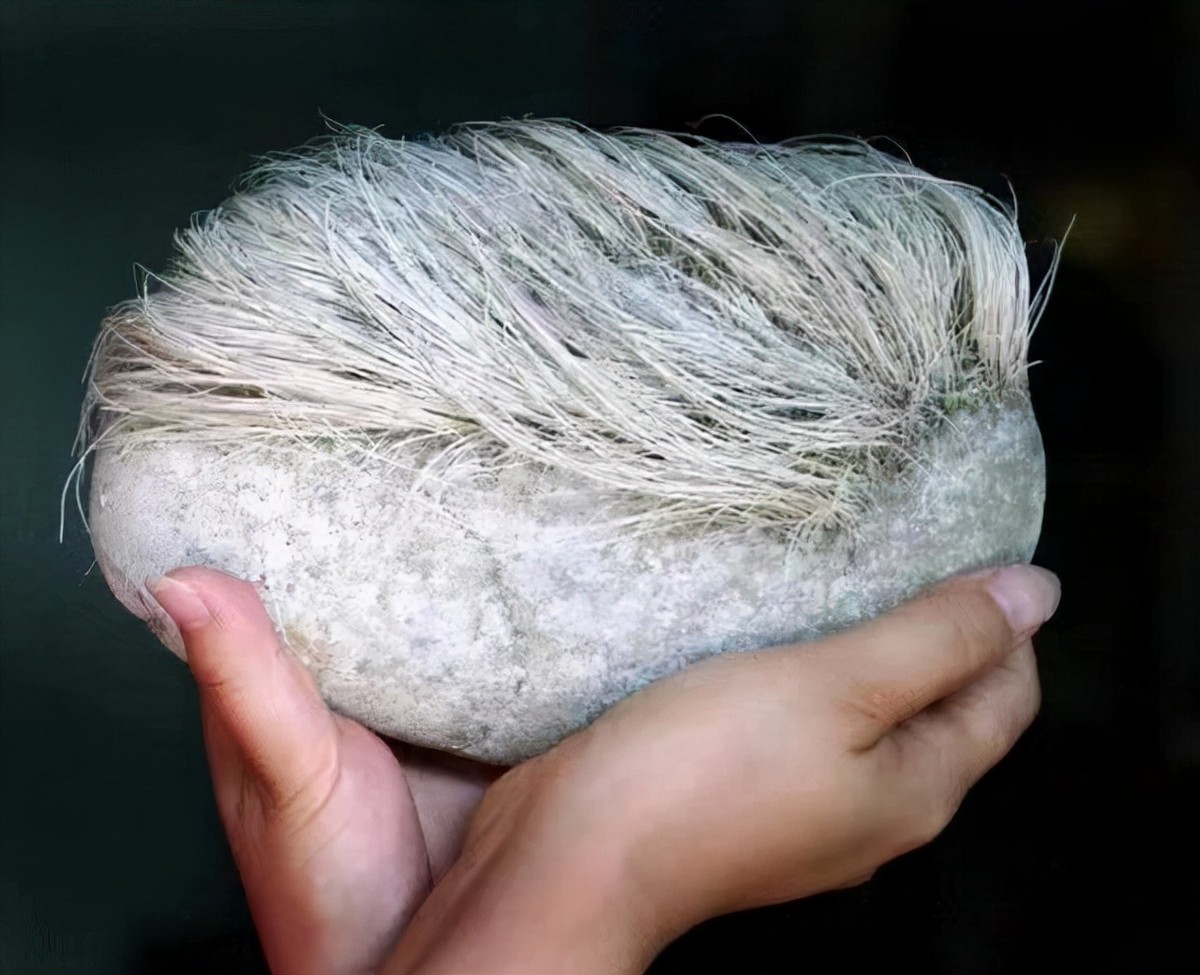 辽宁男人用18万买下了奇石,长满白发的石头