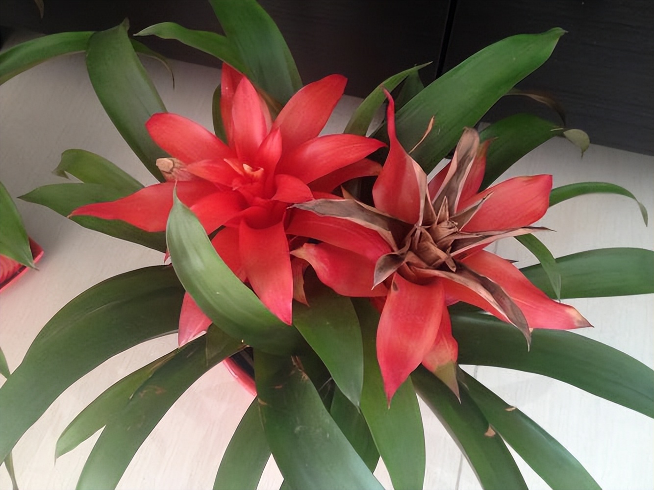 鸿运当头花叶子干枯发黄是怎么回事