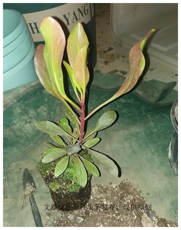 帝王花盆栽怎么做好看,帝王花盆栽养殖方法