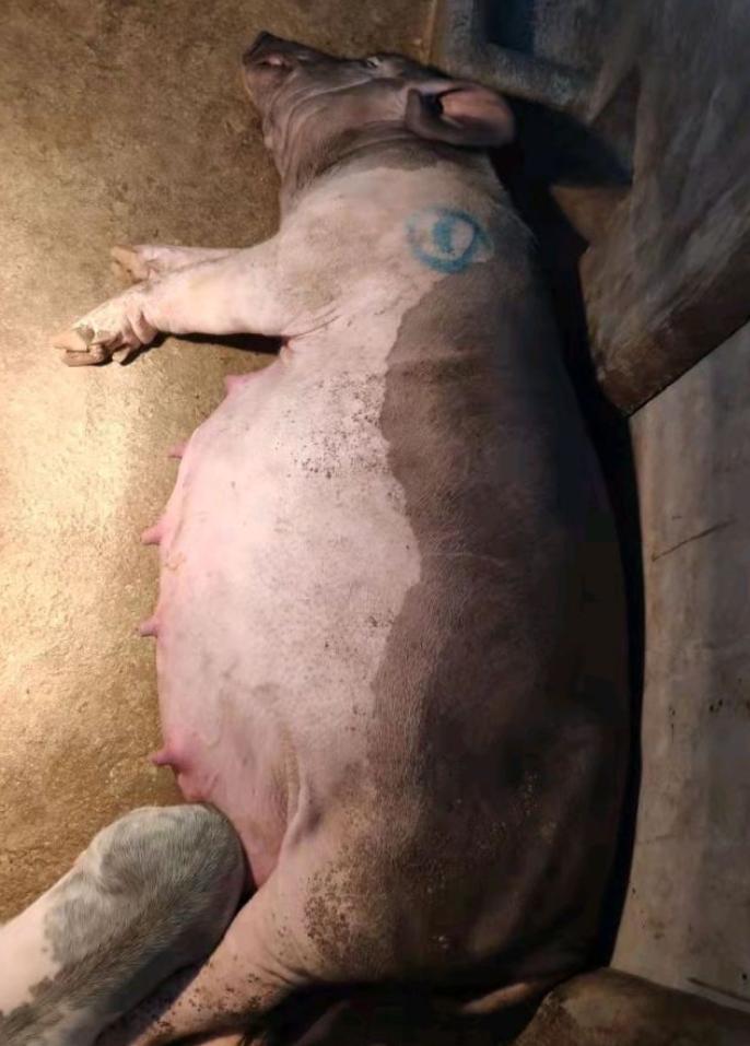 母猪猪病怎么治疗,怀孕母猪胀肚子怎么治疗