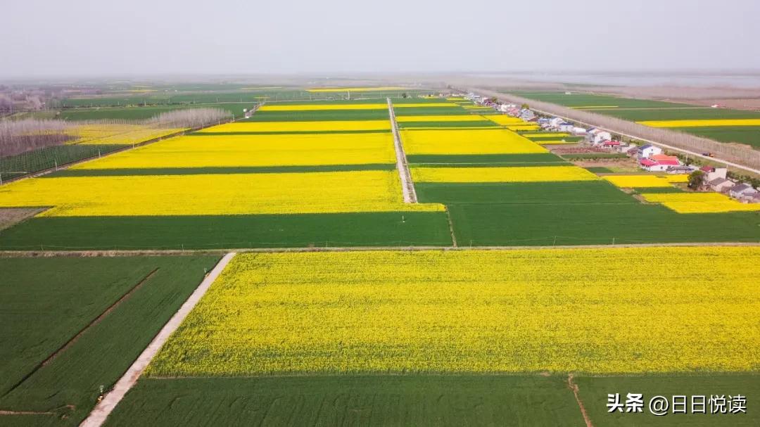 湖北荆州：石首“繁花”上大分↑即将刷爆朋友圈！