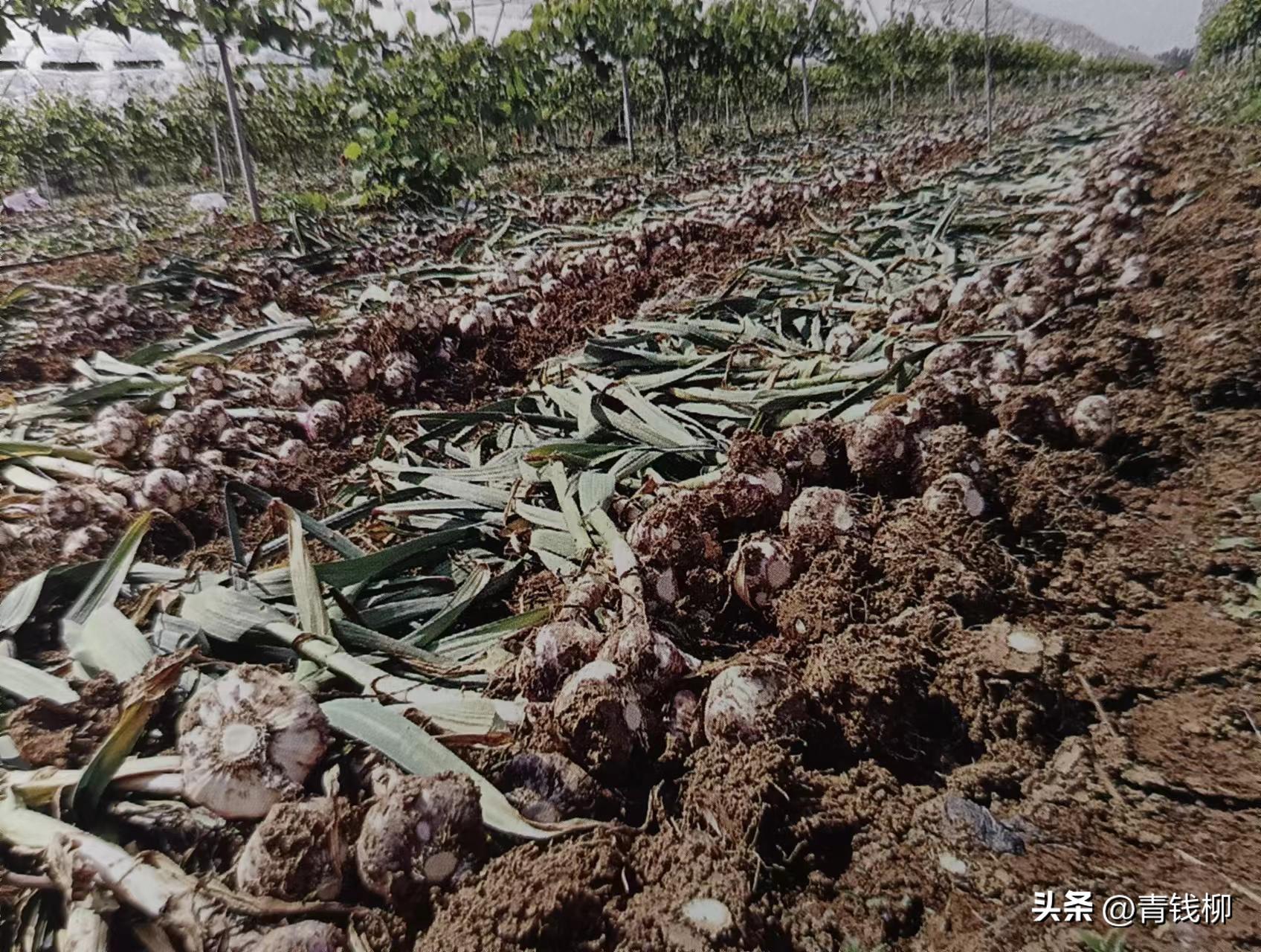 阳光玫瑰葡萄种植土处理,种阳光玫瑰葡萄怎样改良土壤