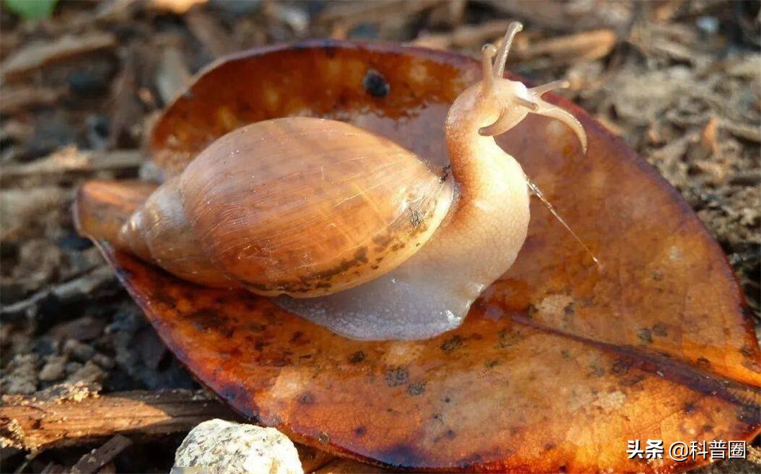 非洲大蜗牛中国泛滥,非洲人能吃1500万公斤,为何中国吃货怂了?