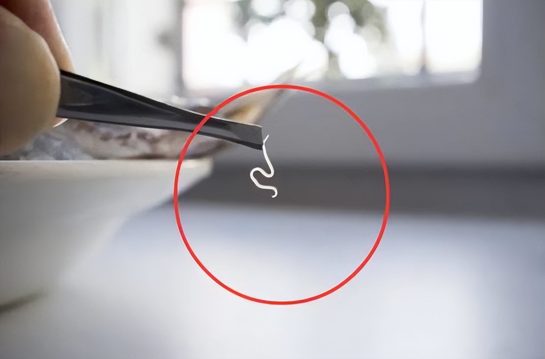 蠕虫杀死癌细胞,日本蠕虫癌细胞