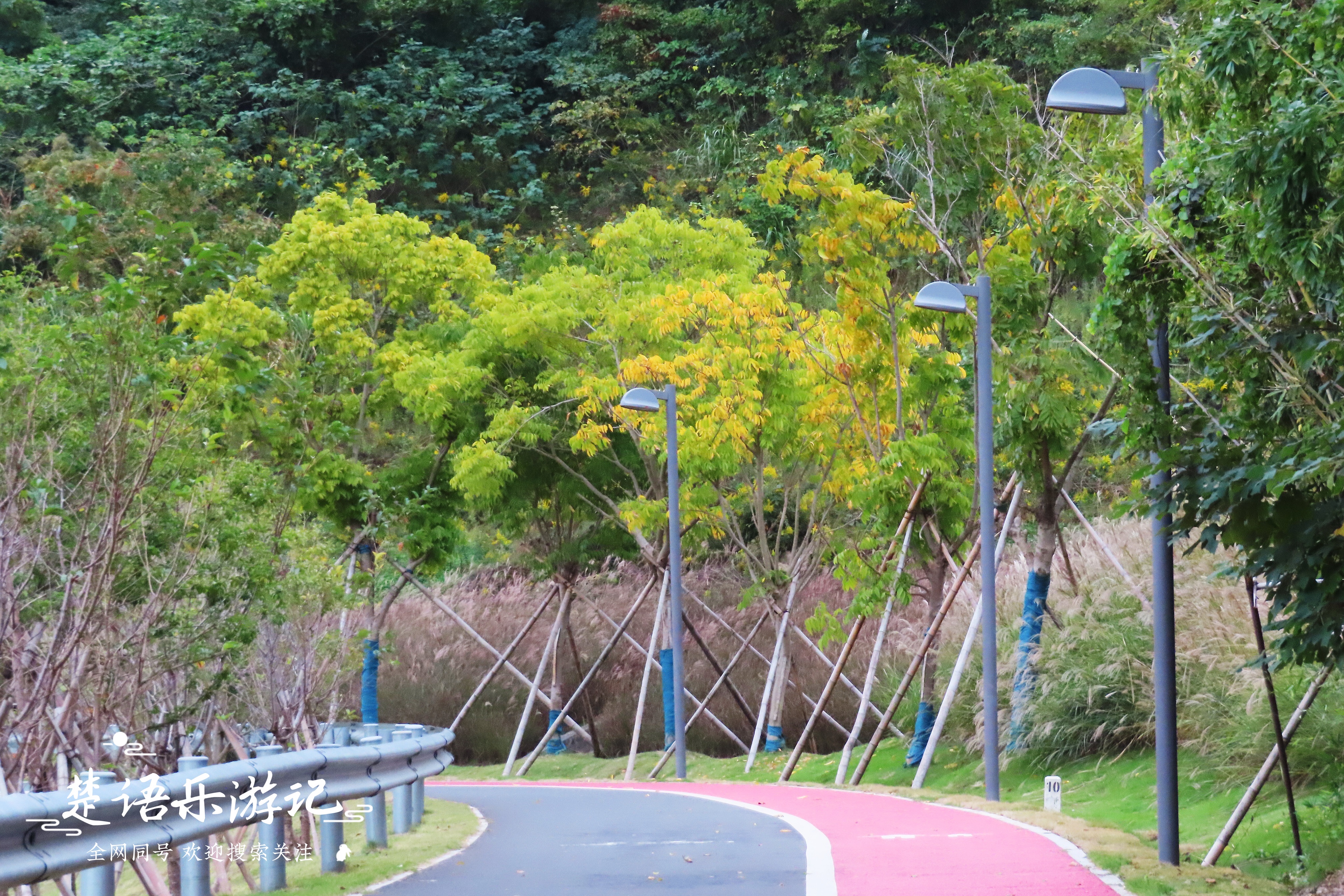 宁波附近粉黛花海,粉黛花海宁波