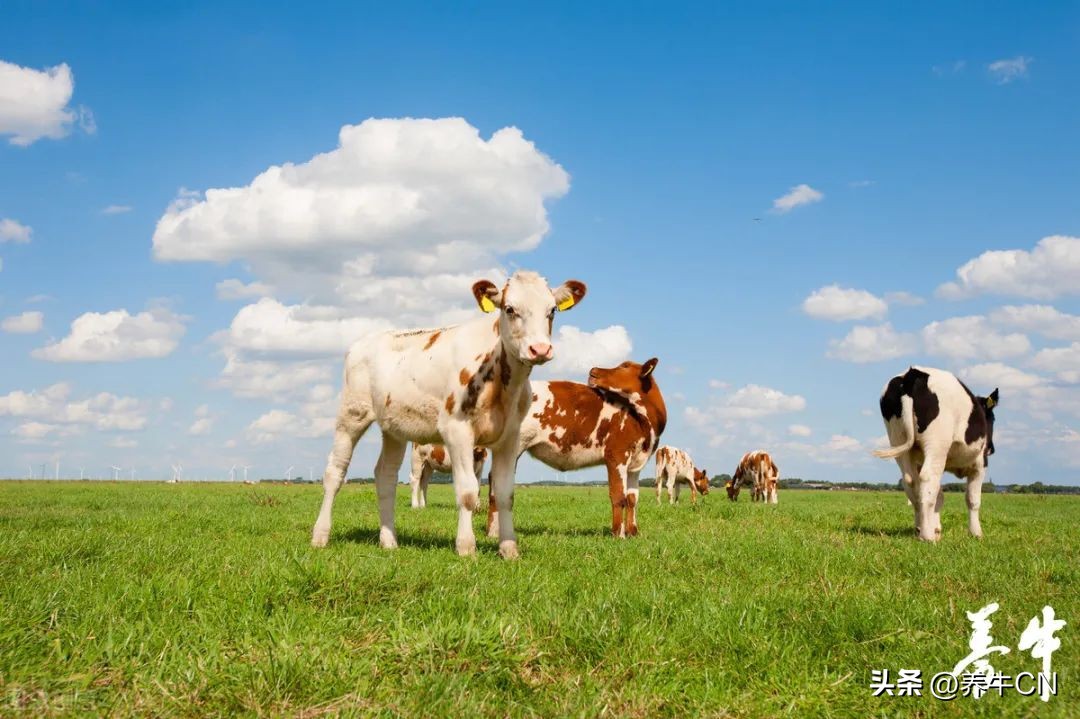 2024奶业形势分析,奶业经济形势