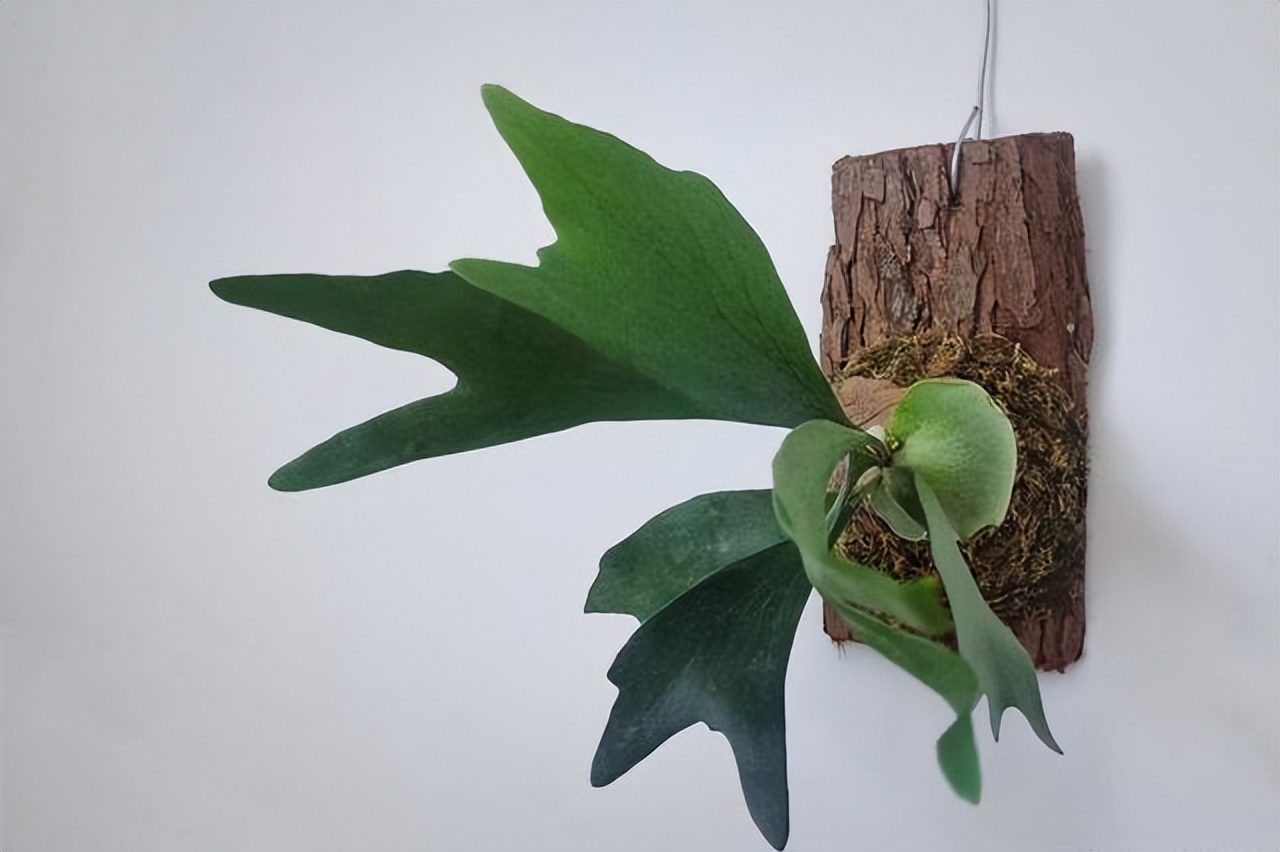 好养的喜阴花有哪些室内,哪些花喜阴不见阳光也可以生长