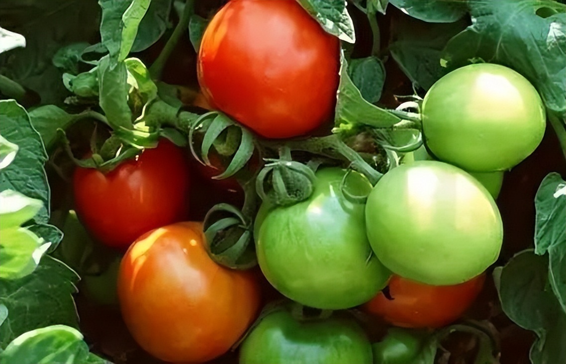 西红柿尽量少吃最好不吃有道理吗,老中医为何建议西红柿尽量少吃