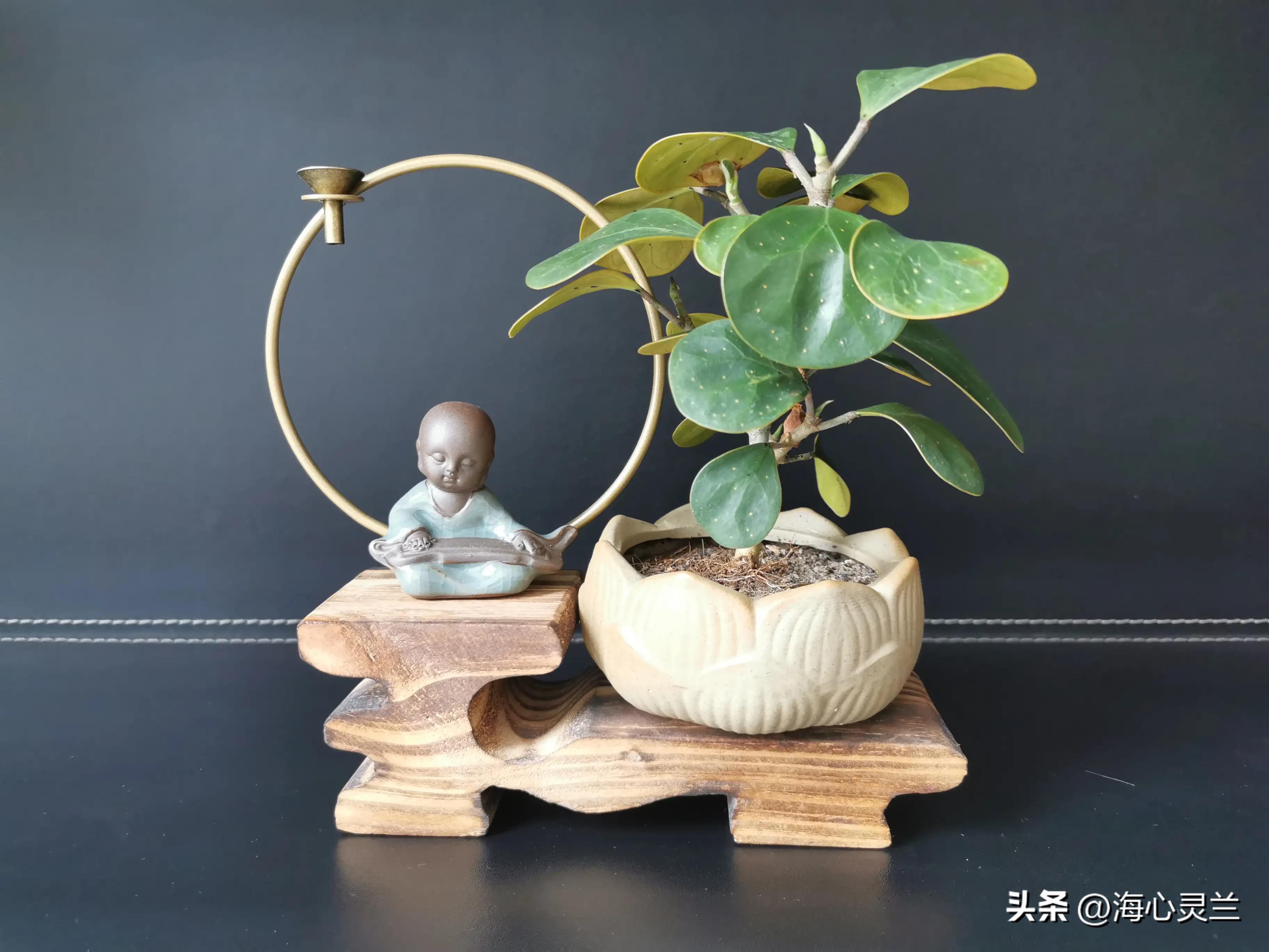 一叶一菩提,一叶一菩提上一句什么