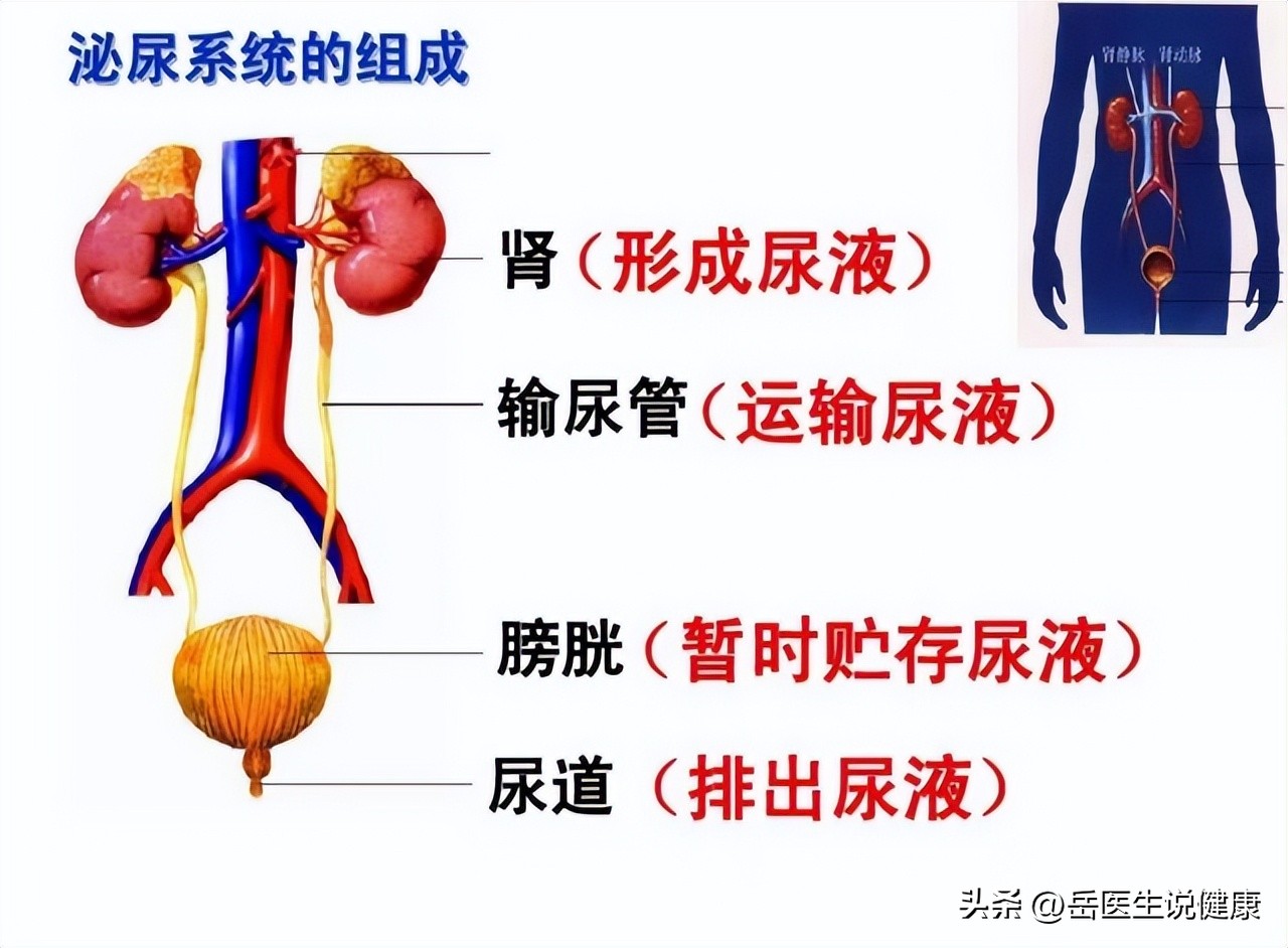 尿路感染用哪种抗生素好得快,尿路感染严重时是不是常用抗生素