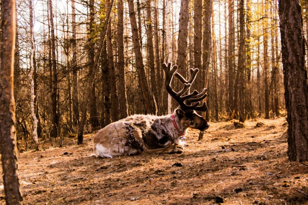 中国人为什么爱鹿,中国为什么有鹿