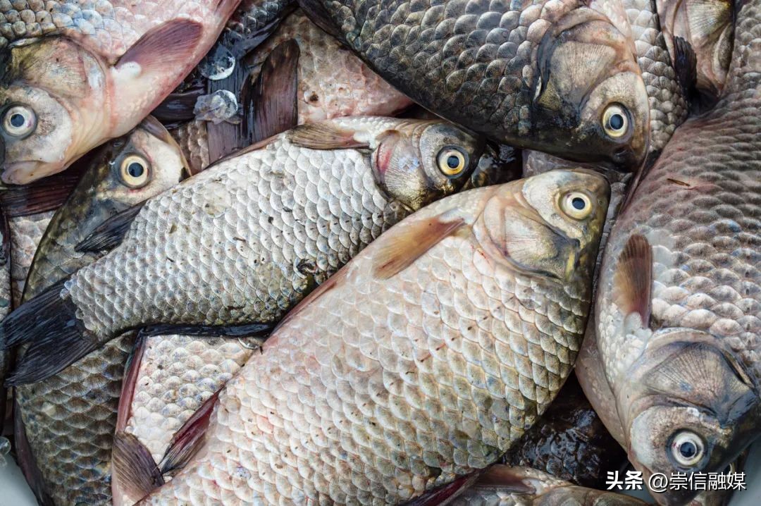 这7种鱼吃了好处多,这些鱼吃起来很鲜嫩