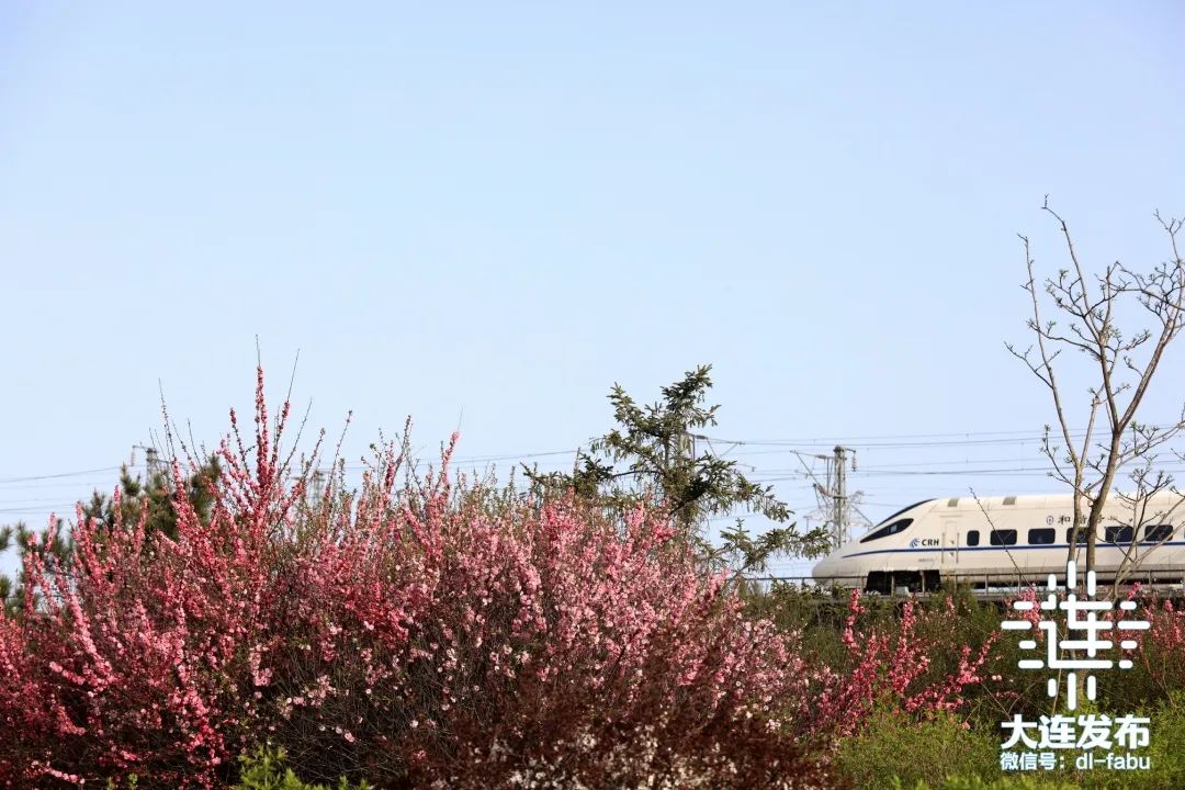 漫步大连,又是被“圈粉”的一天