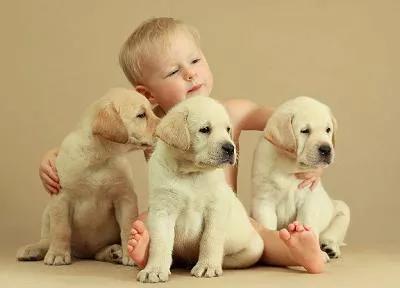 养狗的烦恼全集,养狗的烦恼和快乐有什么区别