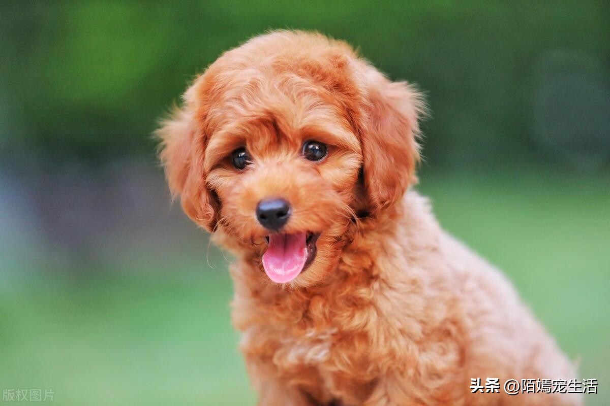 泰迪狗狗怎样训练,泰迪狗该怎么训练才能听话