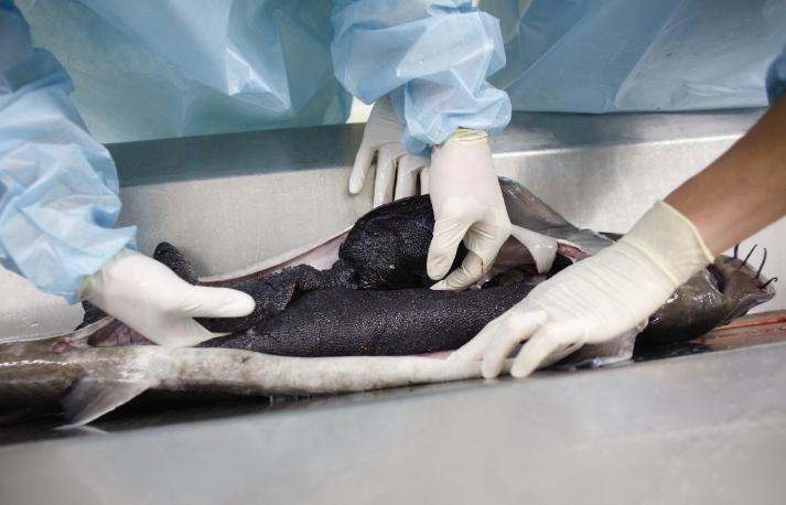 日本、美国皆未达到，中国人是如何打破鱼子酱技术垄断的？