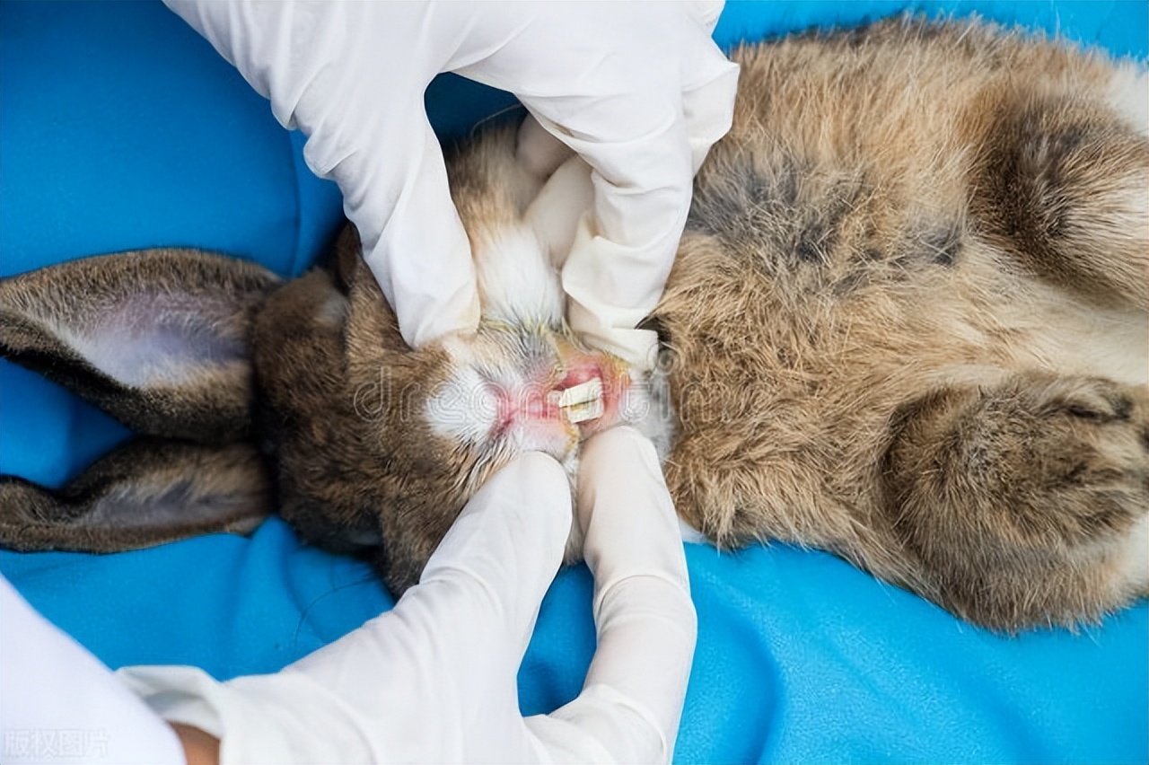 养兔人兔子眼睛发炎了怎么办,养兔经验兔子的眼眶红了怎么办