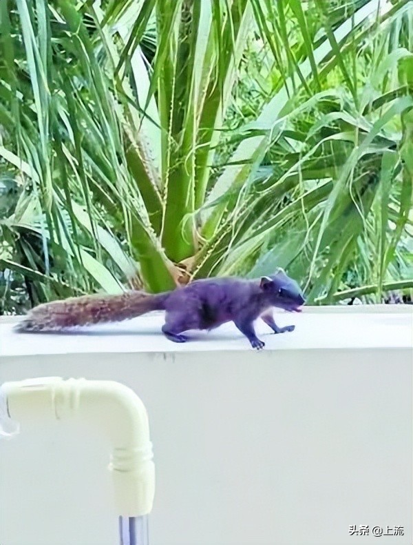 被黑天鹅打得措手不及,学校黑天鹅被学生拿