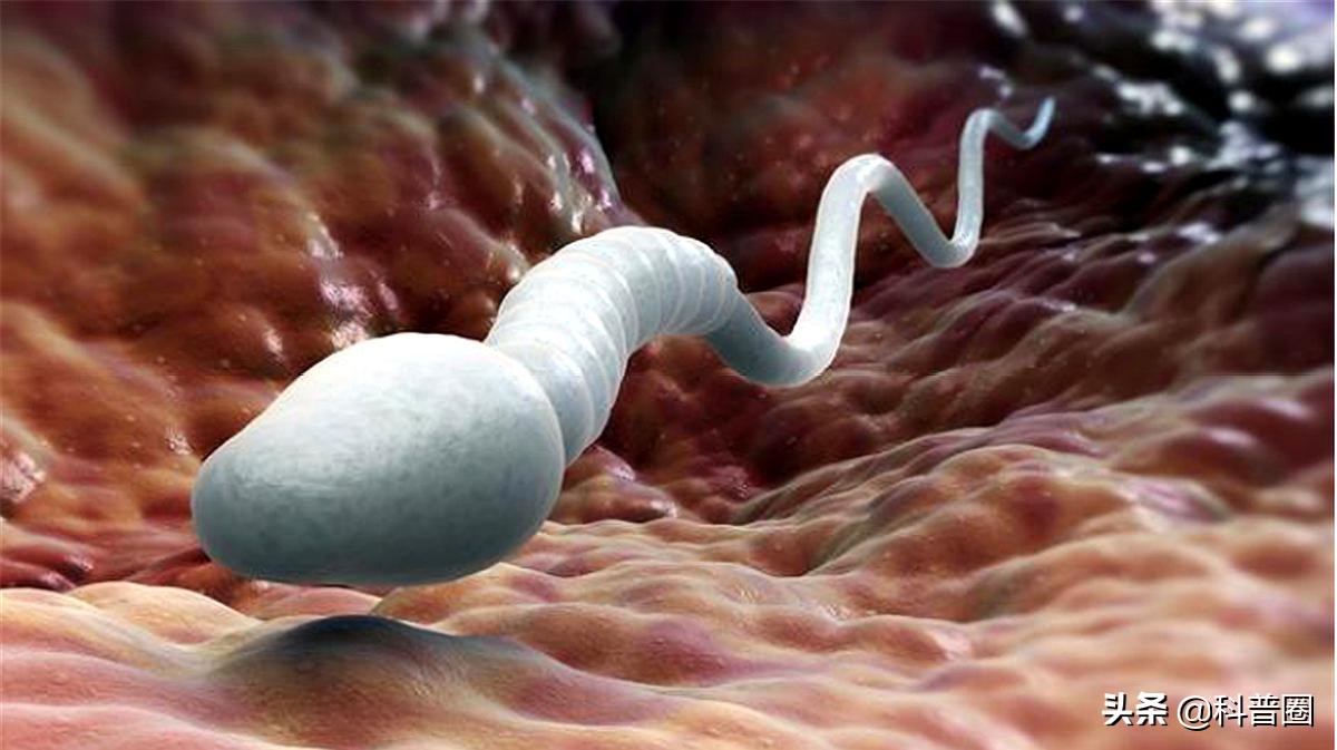 科学家精子运动违背牛顿第三定律,科学家发现精子的作用