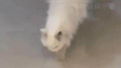 泪目！那只19岁的老猫绝食自杀了