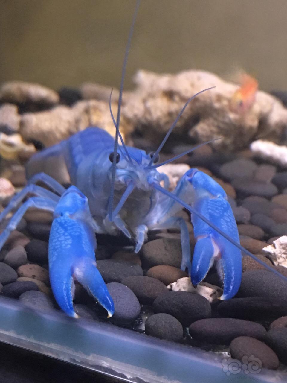 常见的宠物虾,哪种宠物虾比较好养