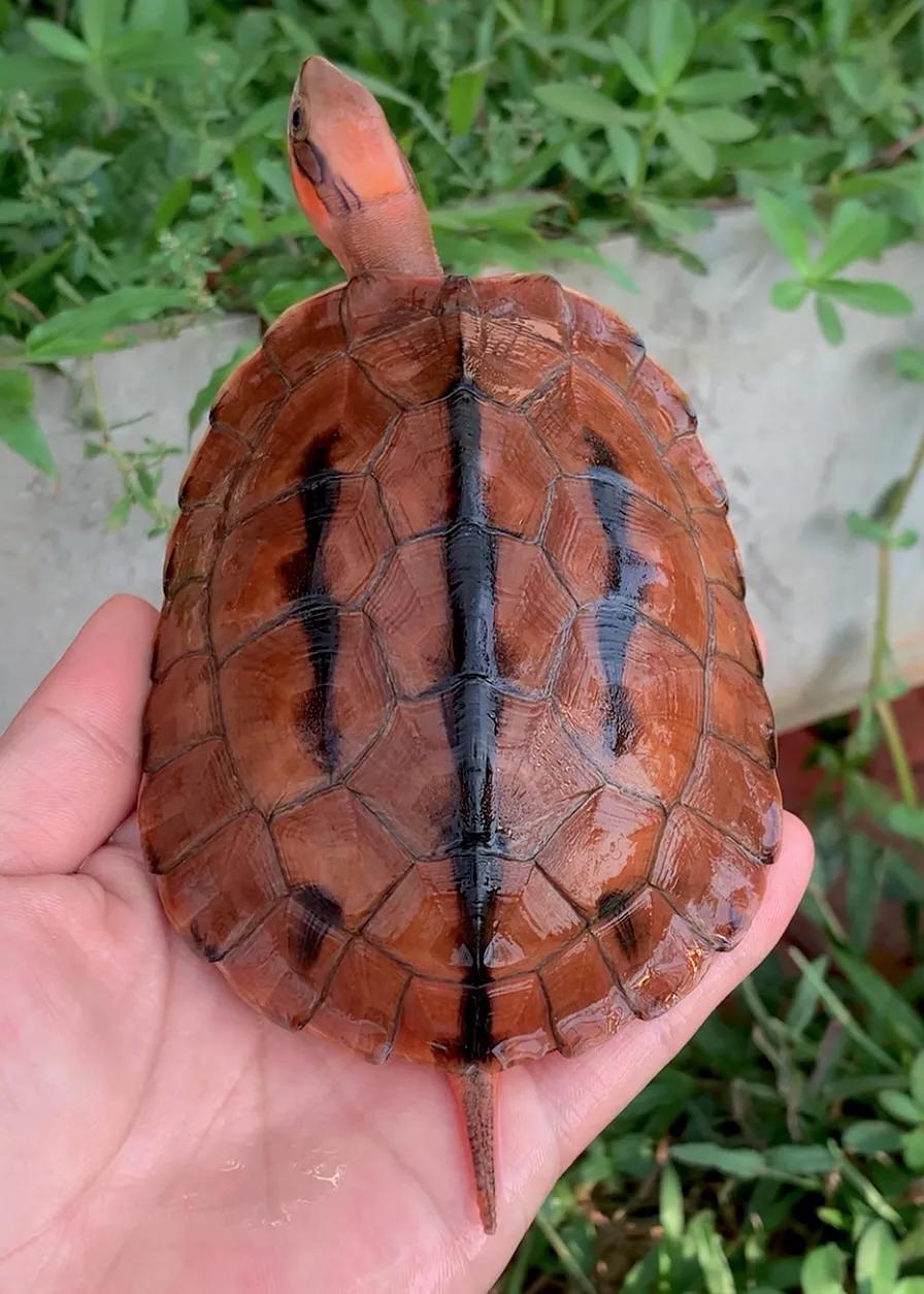 宠物金钱龟怎么喂,宠物金钱龟养殖方法