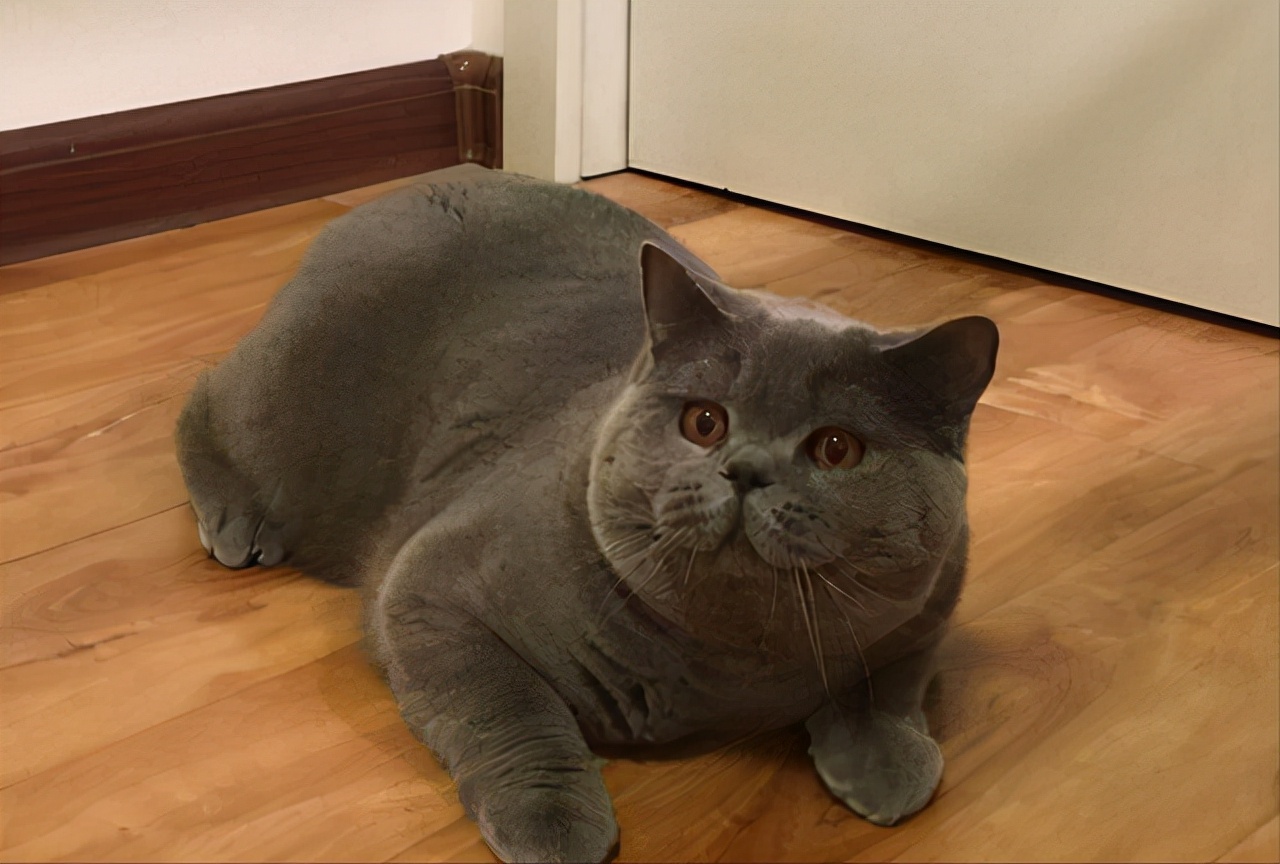 英短蓝猫折耳是不是养不活,英短蓝猫为什么不建议养