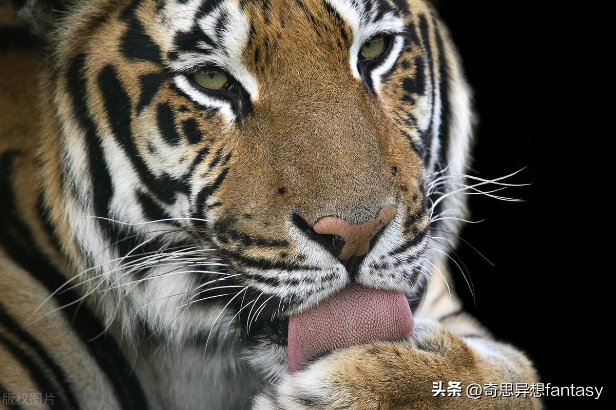 陆地上跑得最快的动物是什么,自然界奔跑最快的动物排行榜