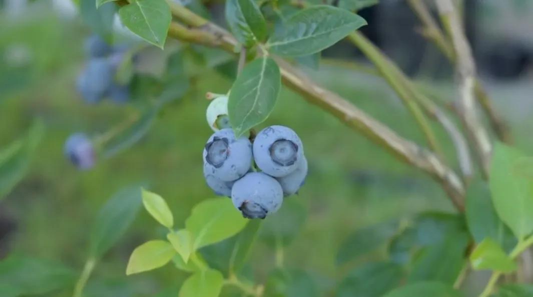炎热的夏天吃什么水果解暑,夏天即将过季的水果