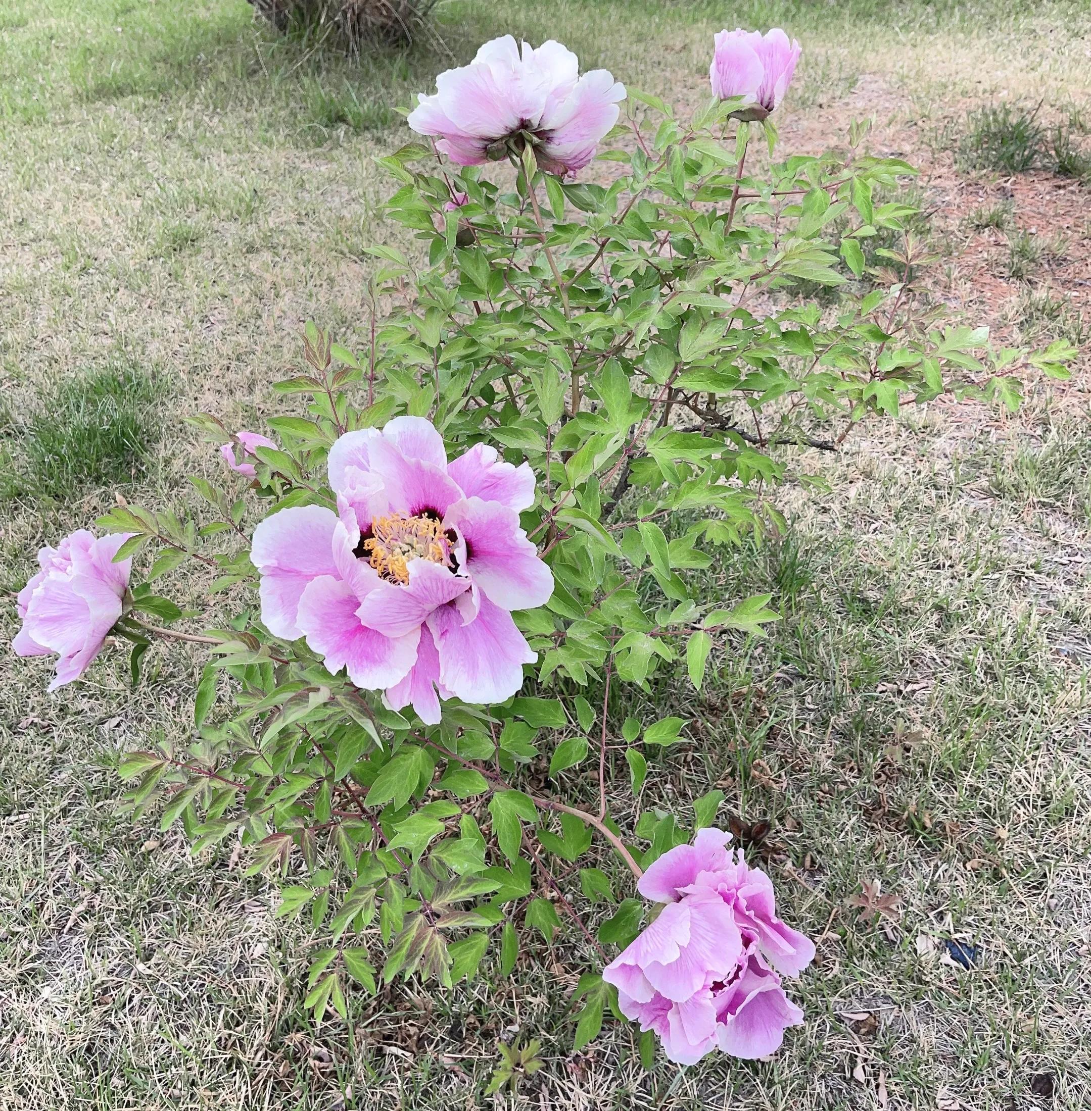 月圆月缺光阴转日落日出岁月新古诗词里明月在欲问清风作诗人元姆