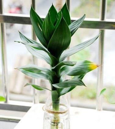 富贵竹几根寓意好,富贵竹要放几根才是吉利数字