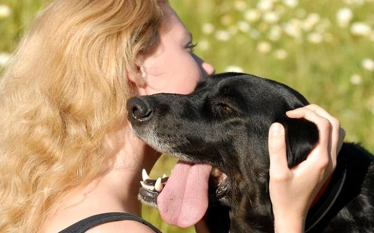 罗威纳幼犬怎么看品相,罗威纳幼犬啥样